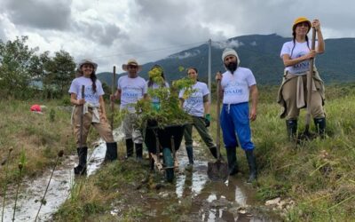 Programa Reforestación